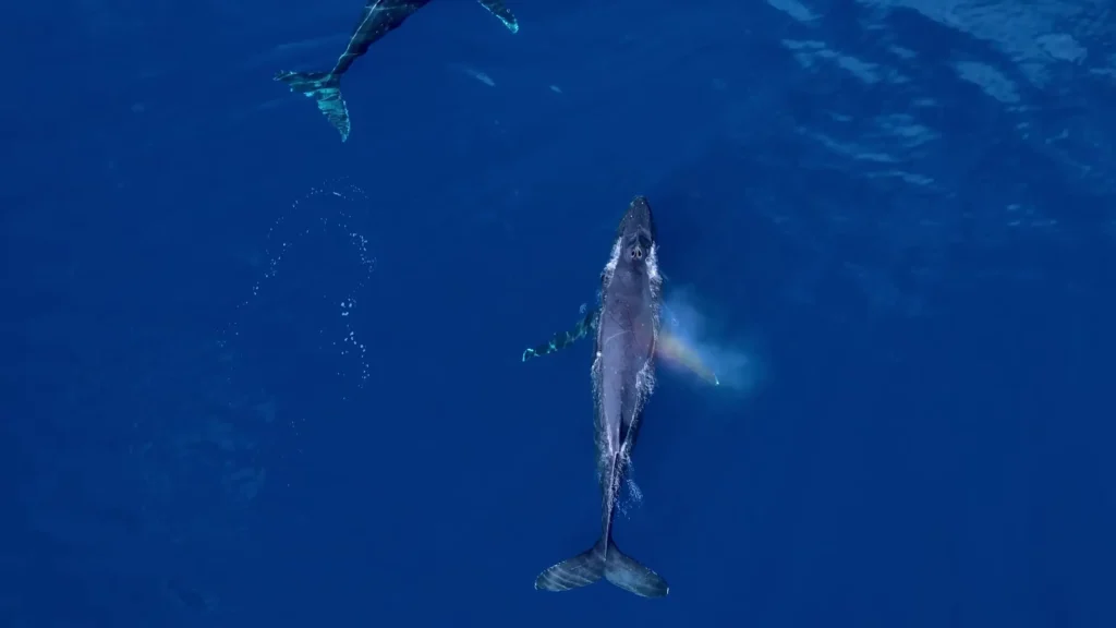 Unlocking the Secrets of Rice’s Whales: How Drones Are Revolutionizing Conservation